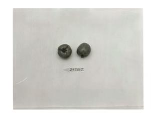FRUIT